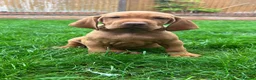 Hungarian Vizsla dogs for sale: EXCEPTIONAL HUNGARIAN VIZSLA PUPPIES - Advert 1