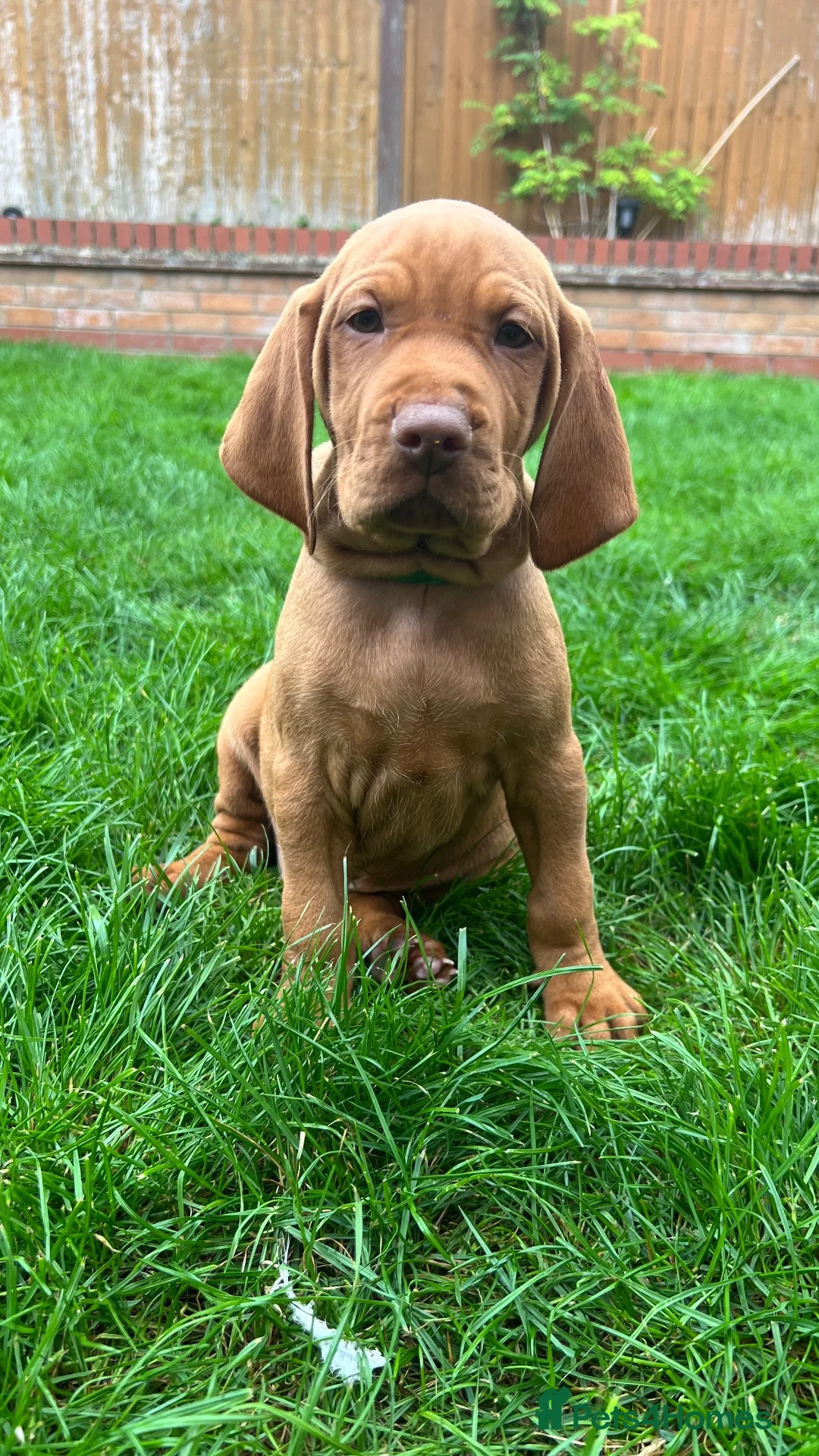 Hungarian Vizsla dogs for sale: EXCEPTIONAL HUNGARIAN VIZSLA PUPPIES - Advert 1