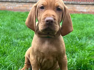 Hungarian Vizsla dogs EXCEPTIONAL HUNGARIAN VIZSLA PUPPIES - Advert 10