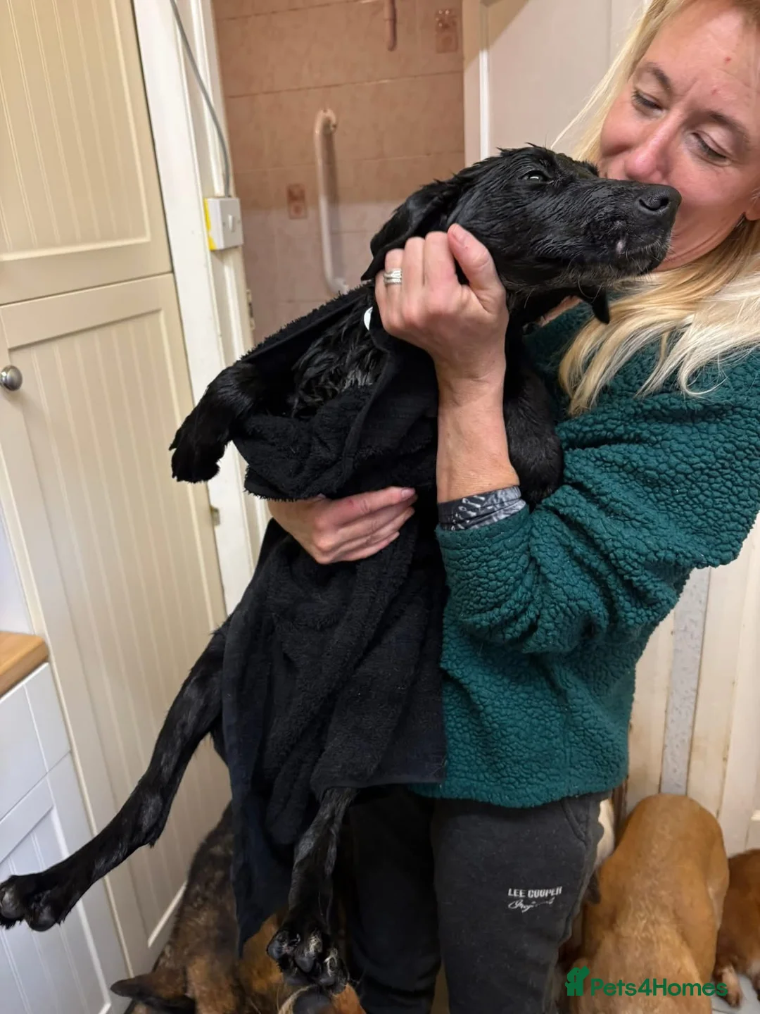 Mixed Breed dogs for adoption: Nicole - Norwich Norfolk  - Advert 2