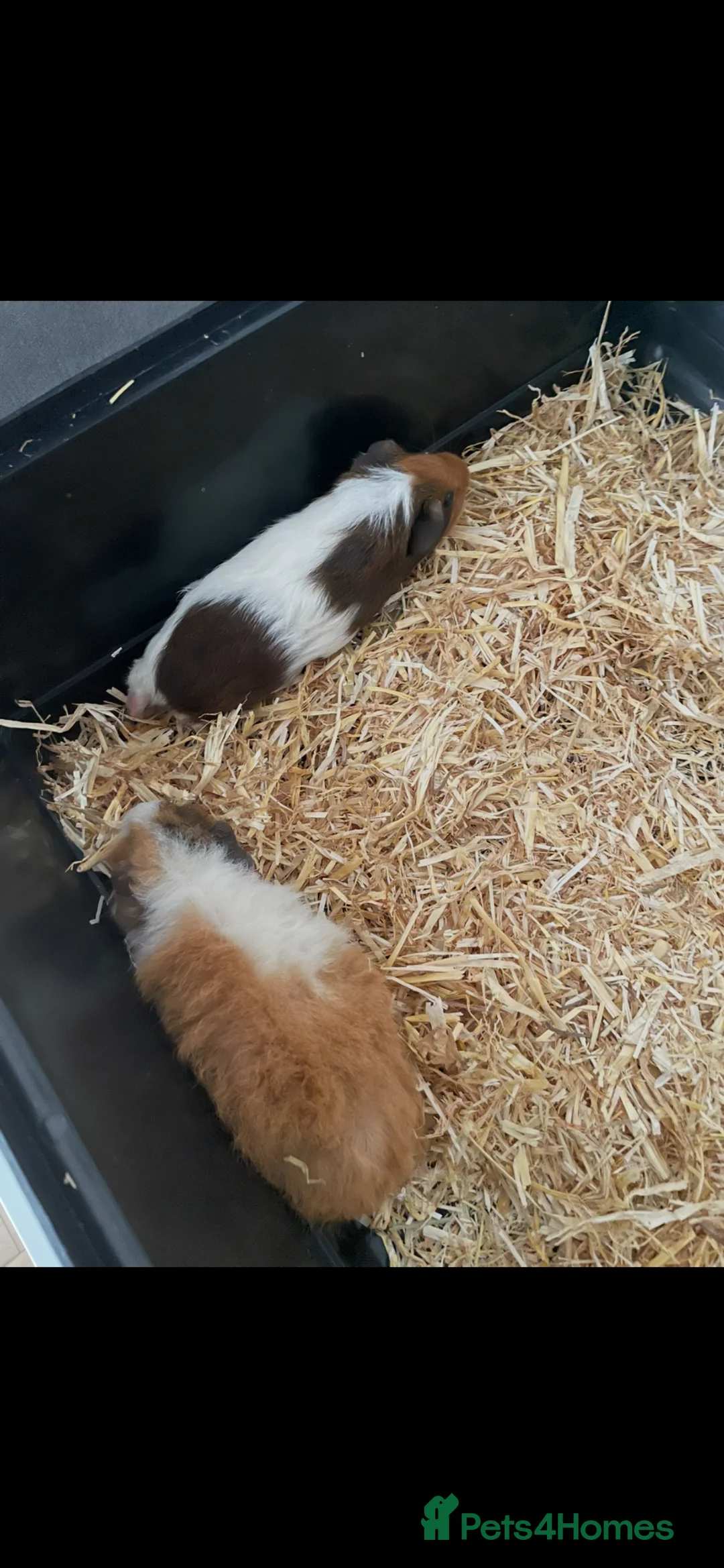 Guinea Pig rodents for sale: One Guinea pig - Advert 1