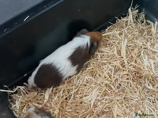 Guinea Pig rodents One Guinea pig - Advert 5