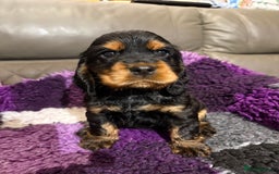 Cocker Spaniel dogs for sale: Beautiful black & tan female available  - Image 22