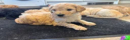 Goldendoodle dogs for sale: Beautiful Goldendoodles - Advert 20