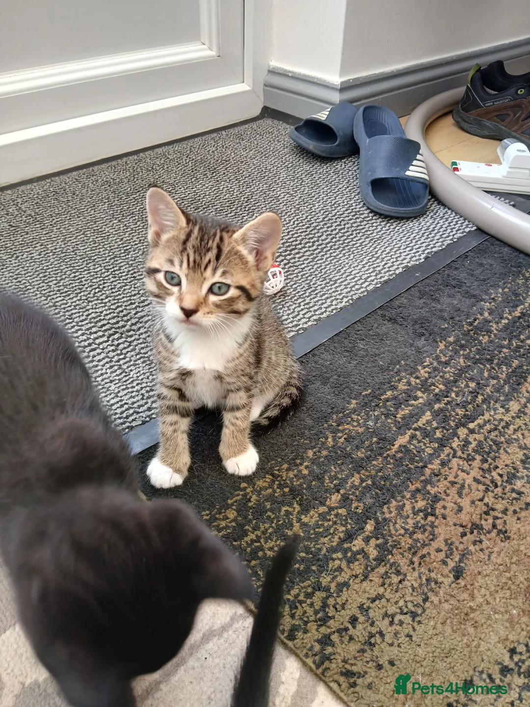 Mixed Breed cats for sale: 6 cute kittens for sale - Advert 26