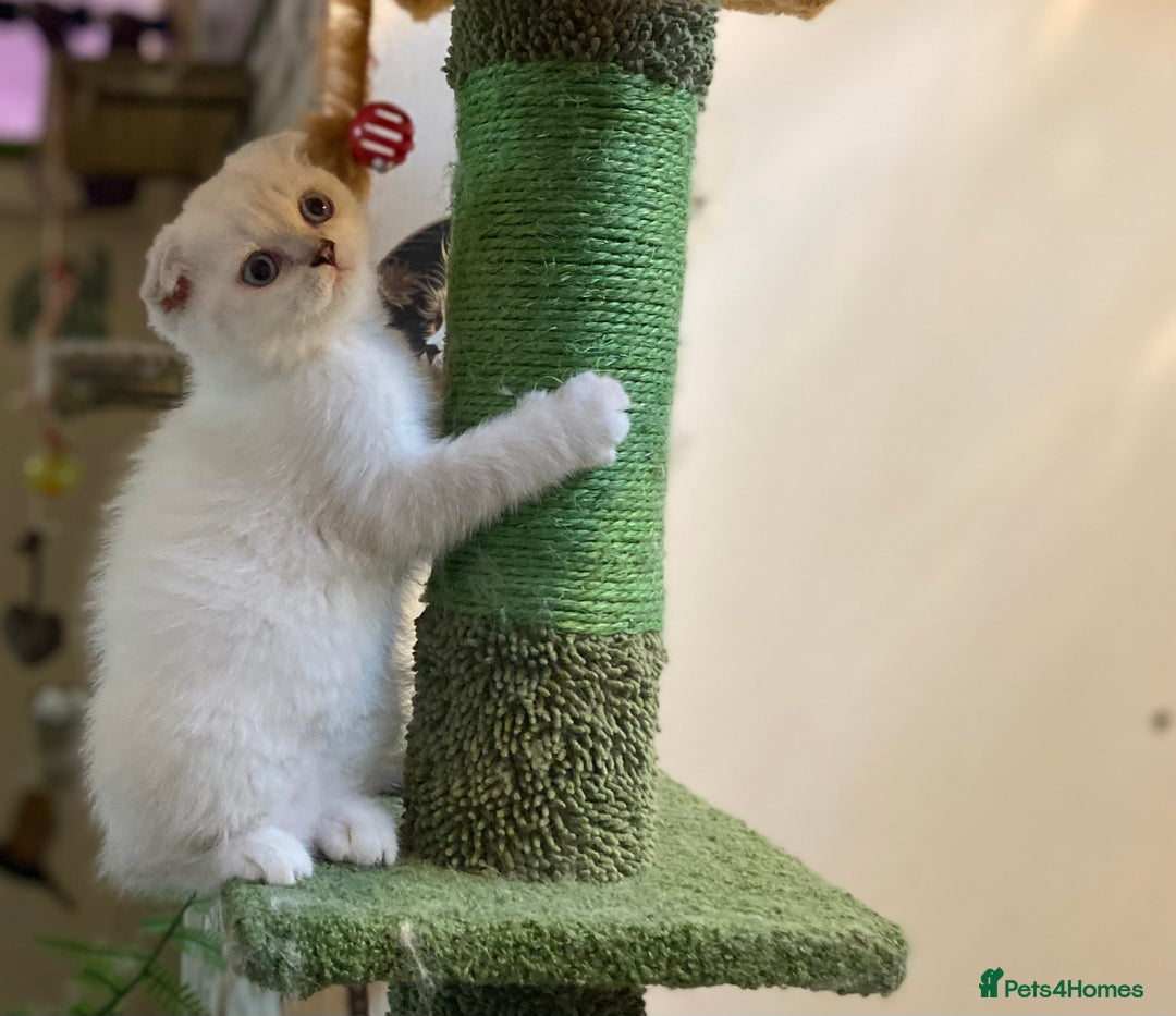 Munchkin cats for sale: Full pedigree munchkin kitten  - Image 10