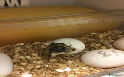 Hermann Tortoise reptiles for sale: Baby Hermanns tortoises  - Advert 2