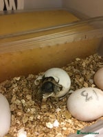 Hermann Tortoise reptiles Baby Hermanns tortoises - Advert 1