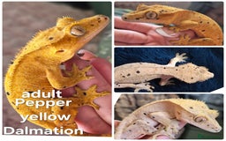Gecko reptiles for sale: Beautiful Unsexed Crested Geckos ⬇️  - Image 3