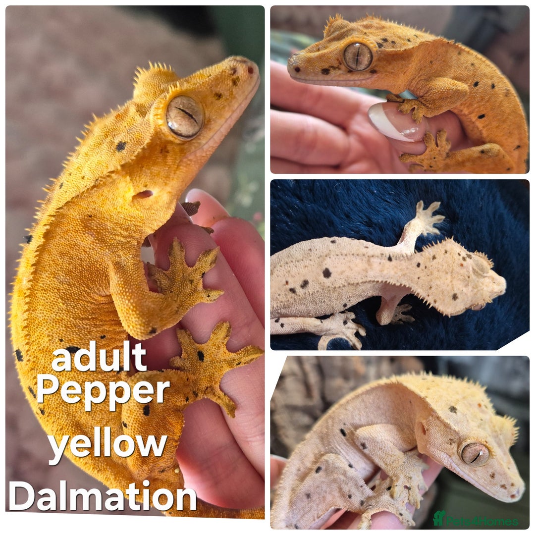 Gecko reptiles for sale: Beautiful Unsexed Crested Geckos ⬇️  - Image 3