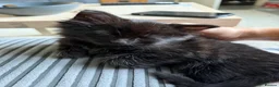 Mixed Breed cats for sale: 5 Beautiful Black Mixed Breed Kittens - Advert 12