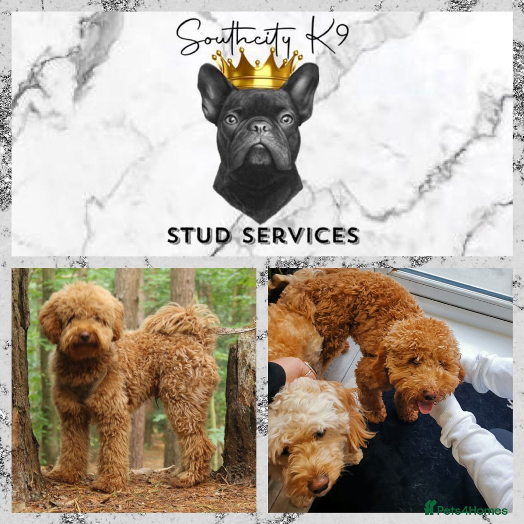 Miniature Poodle dogs for stud: RUPERT MINIATURE POODLE in Southampton - Advert 12