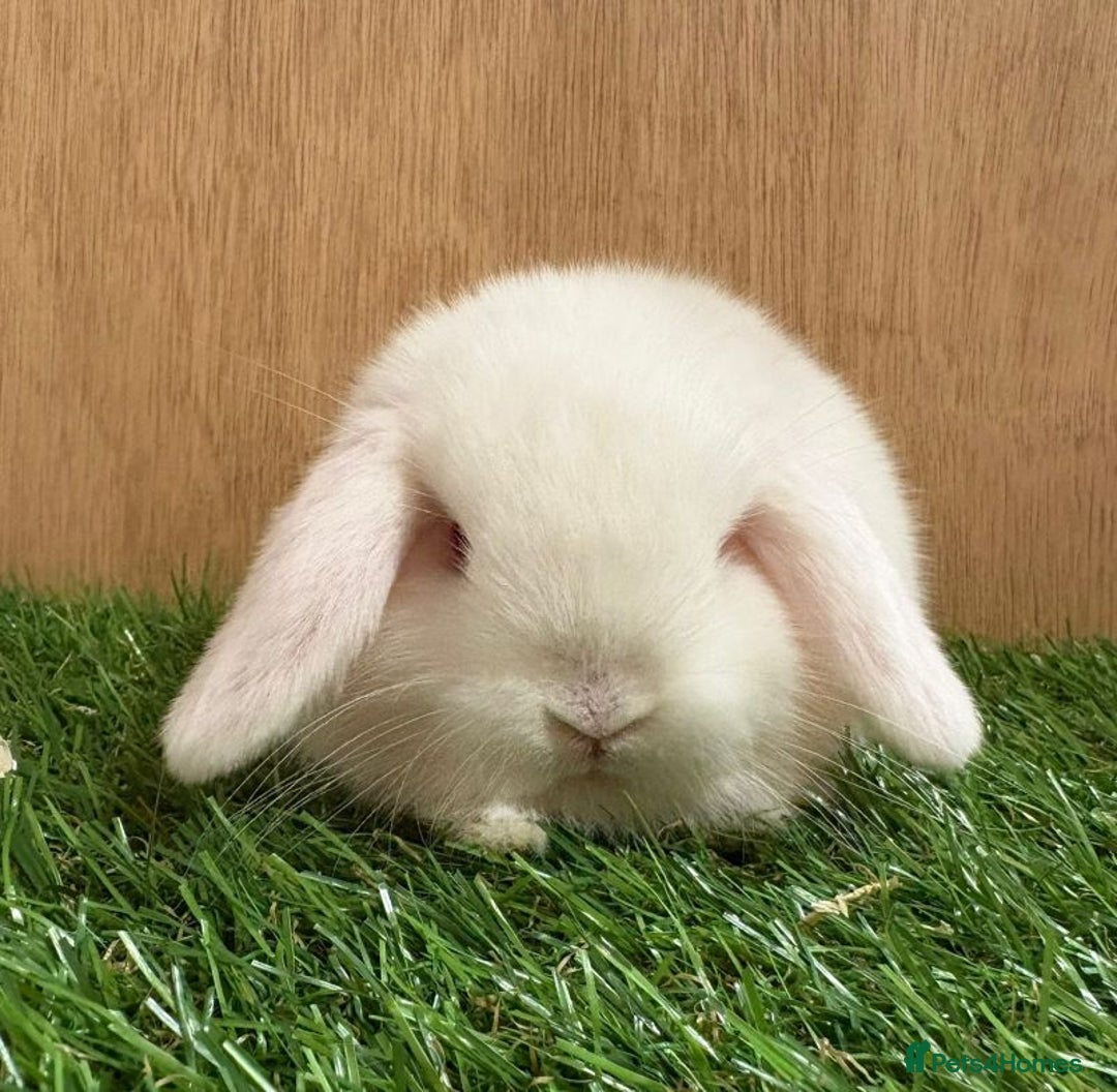 Mini Lop rabbits for sale: Beautiful friendly vaccinated Mini Lops - Image 2