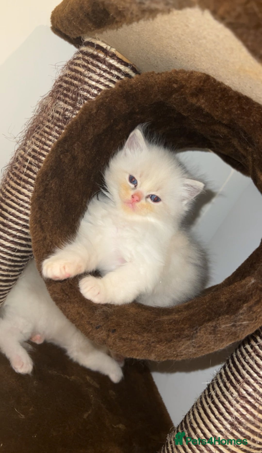 Ragdoll cats for stud: TICA RAGDOLL STUD CAT FOR SALE GRAND EUR CHAMP BL! - Image 13