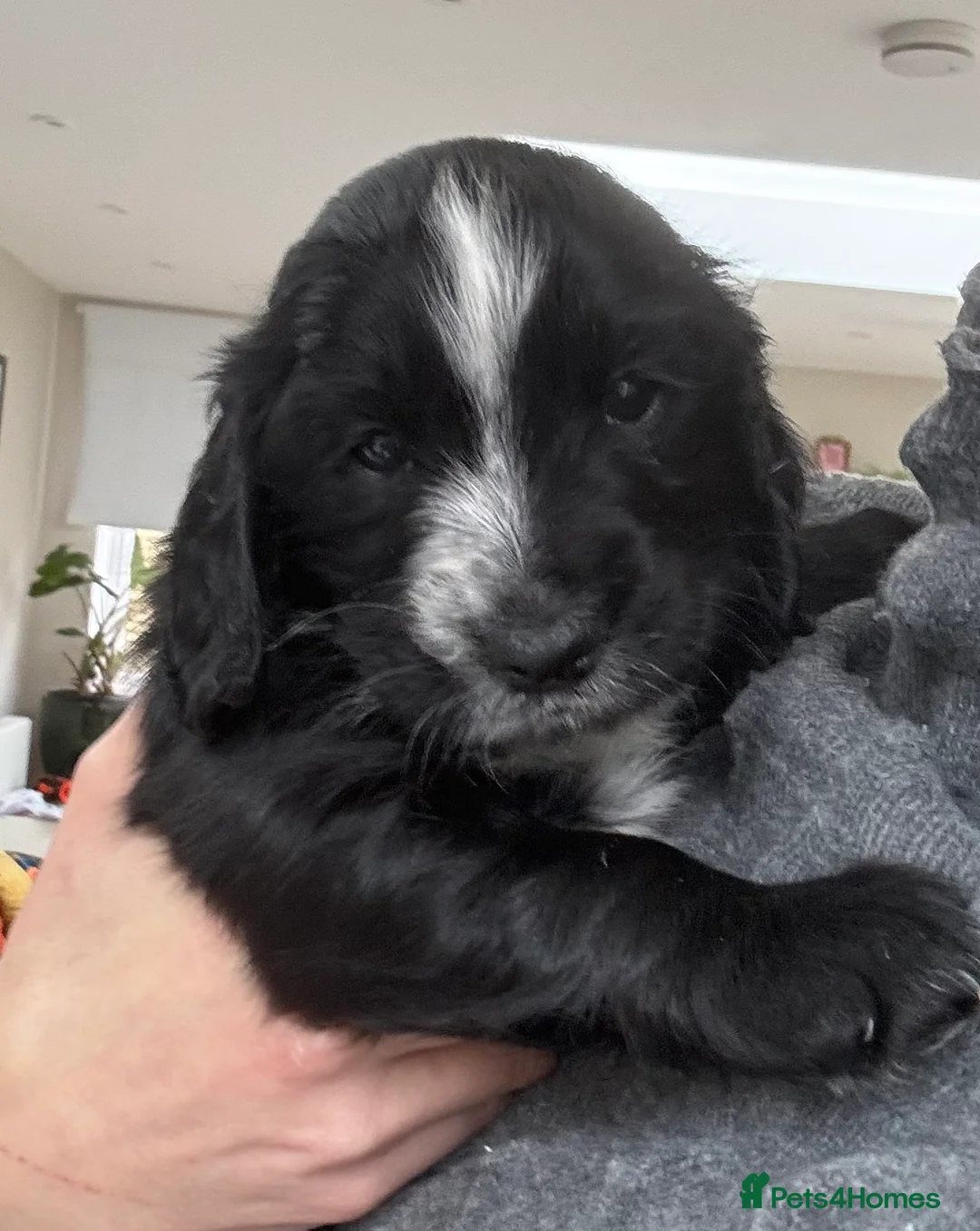 Cocker Spaniel dogs for sale: Working cocker spaniel puppies  - Advert 4