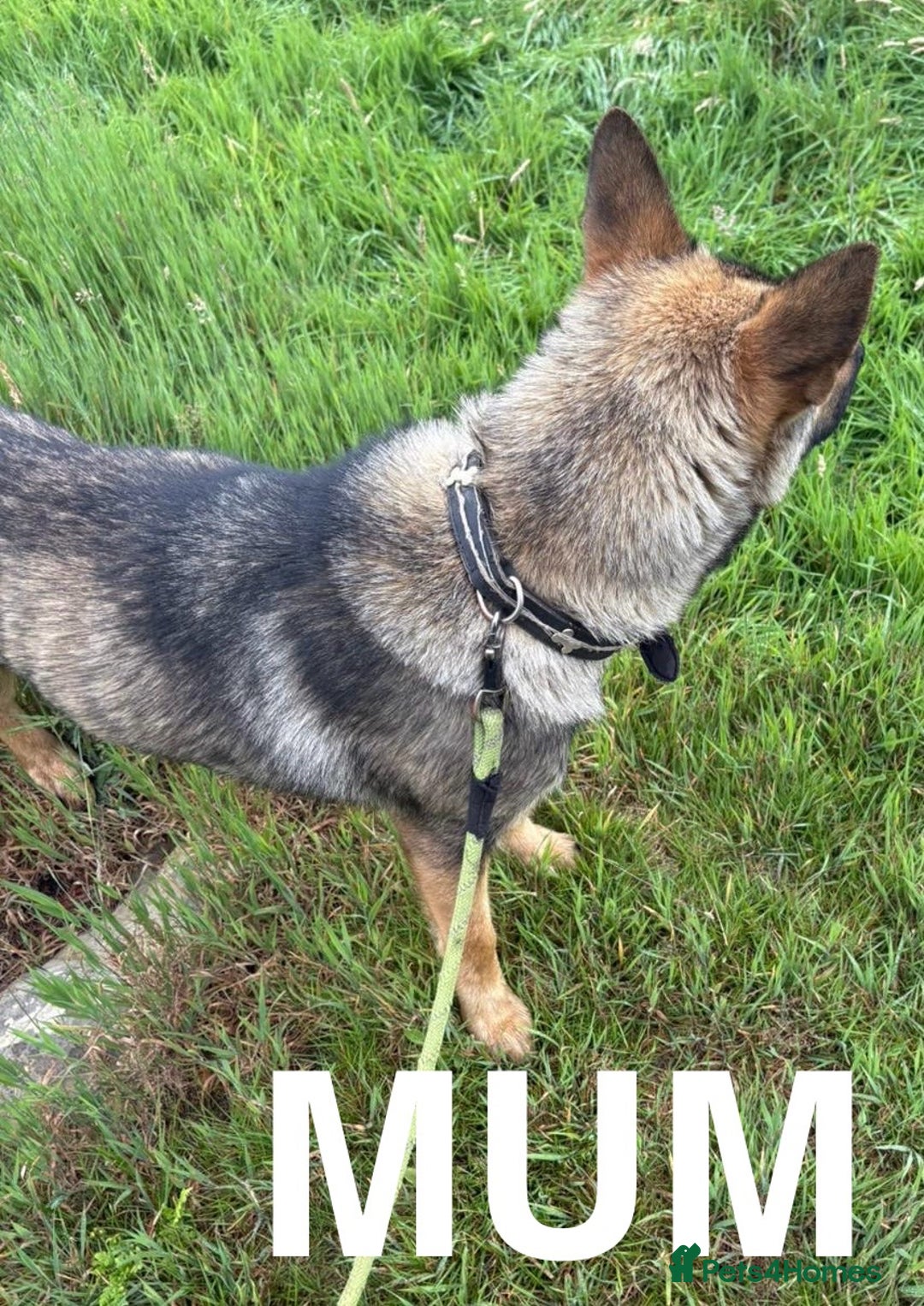 German Shepherd dogs for sale: German shepherd  - Image 12