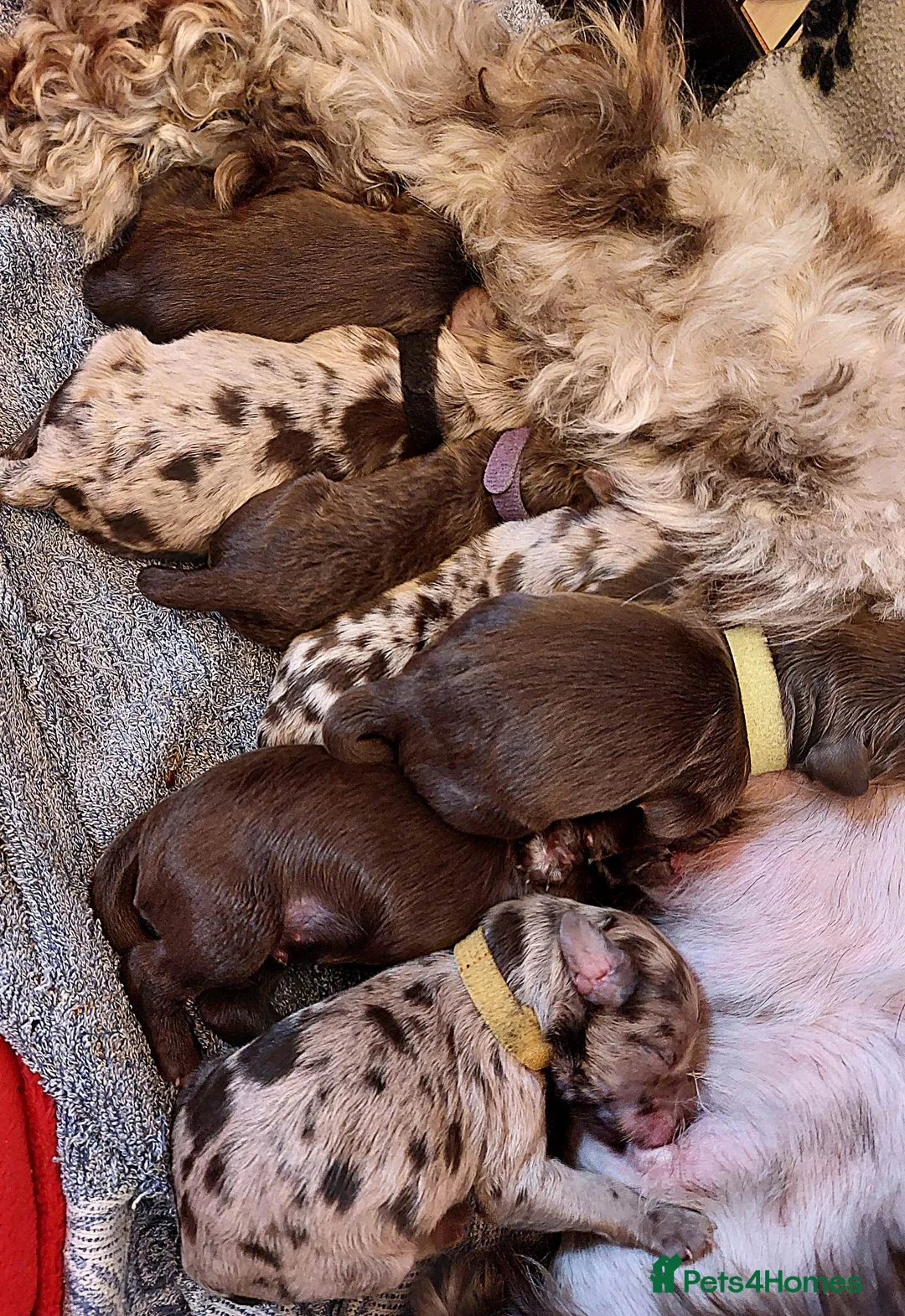 Cockapoo dogs for stud: Chocolate Cockapoo STUD *DNA & BVA EYE TESTED* in Manchester - Advert 25