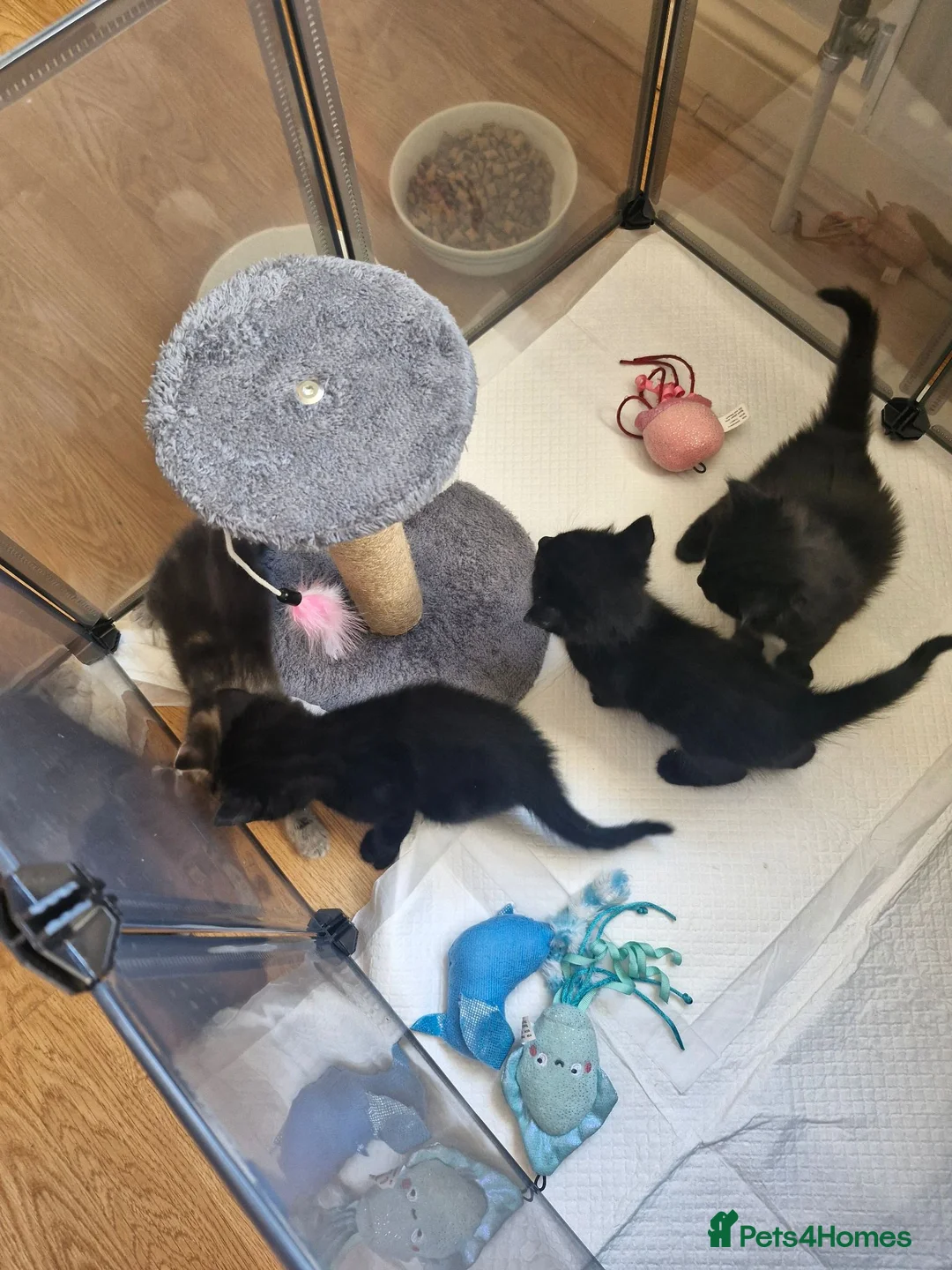 Domestic Shorthair cats for sale: kittens Bourton-on-the-water - Advert 2