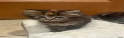 Mixed Breed cats for sale: Beautiful long haired female kittens - Advert 4