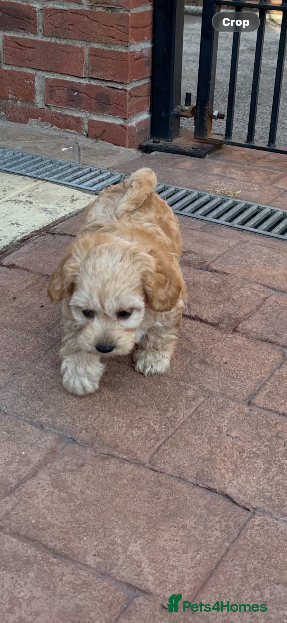 Maltipoo dogs Maltipoo pups f1b - Advert 8