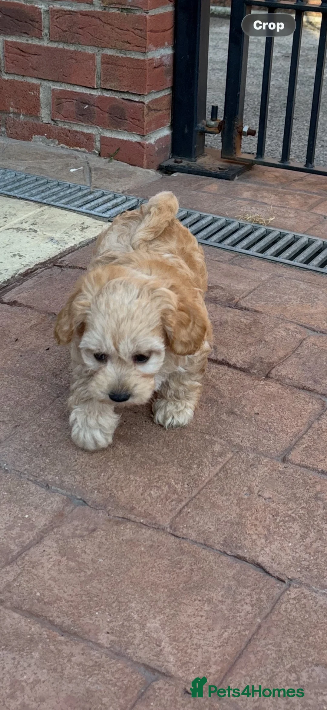 Maltipoo dogs for sale: Maltipoo pups f1b - Advert 1