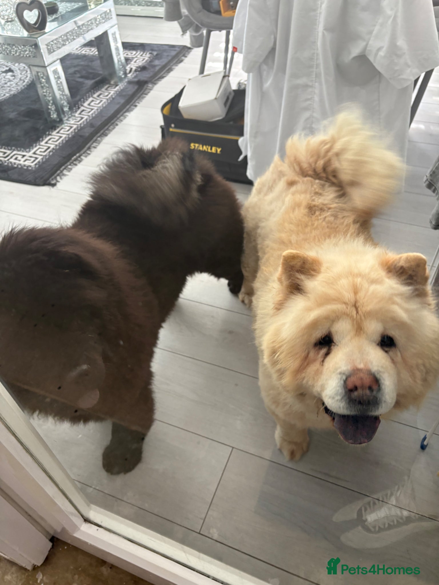 Chow Chow dogs Adult female chow chow  - Advert 3