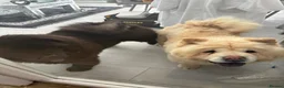 Chow Chow dogs for sale: Adult female chow chow  in Stevenston - Advert 1
