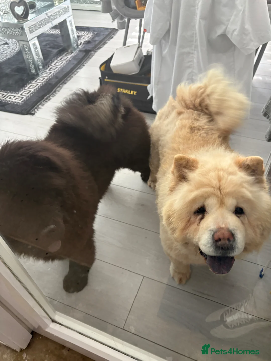 Chow Chow dogs for sale: Adult female chow chow  in Stevenston - Advert 1