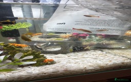 Platies fish for sale: Platys, shrimp, golden cloud minnows - Image 4