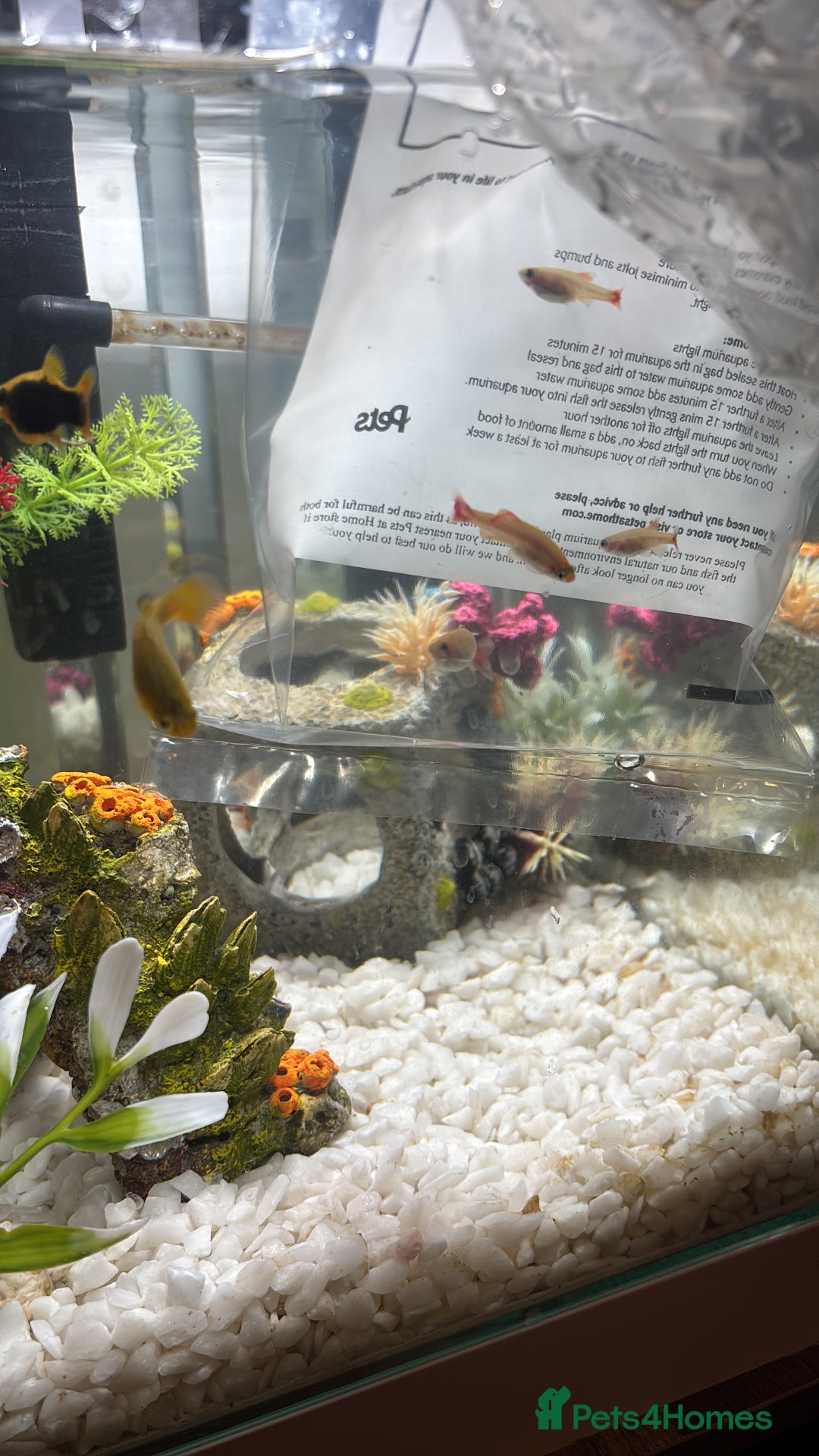 Platies fish for sale: Platys, shrimp, golden cloud minnows - Image 4
