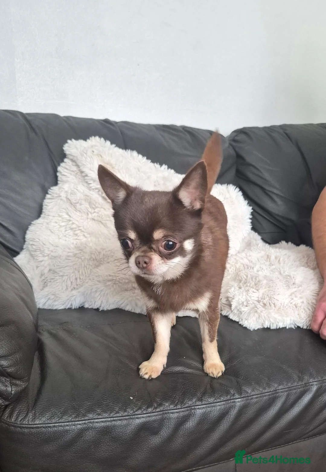 Chihuahua dogs for sale: Gorgeous Boy Chihuahua  - Advert 2