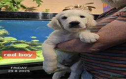 Golden Retriever dogs for sale: * 1 boy left *Golden Retriever Puppies KC Reg .  - Image 8
