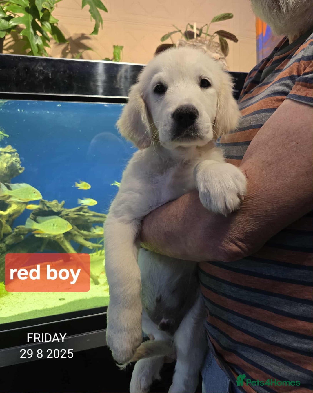 Golden Retriever dogs for sale: * 1 boy left *Golden Retriever Puppies KC Reg .  - Image 8