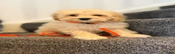Cockapoo dogs for sale: American cockapoo from health tested parents - Advert 18