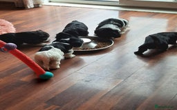 Lhasa Apso dogs for sale: Rare 5* Kyi-Leo Puppies ready for loving homes NOW - Image 9