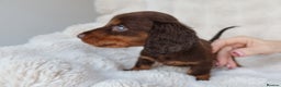 Miniature Dachshund dogs for sale: 4 male long hair miniature daschunds for sale - Advert 11