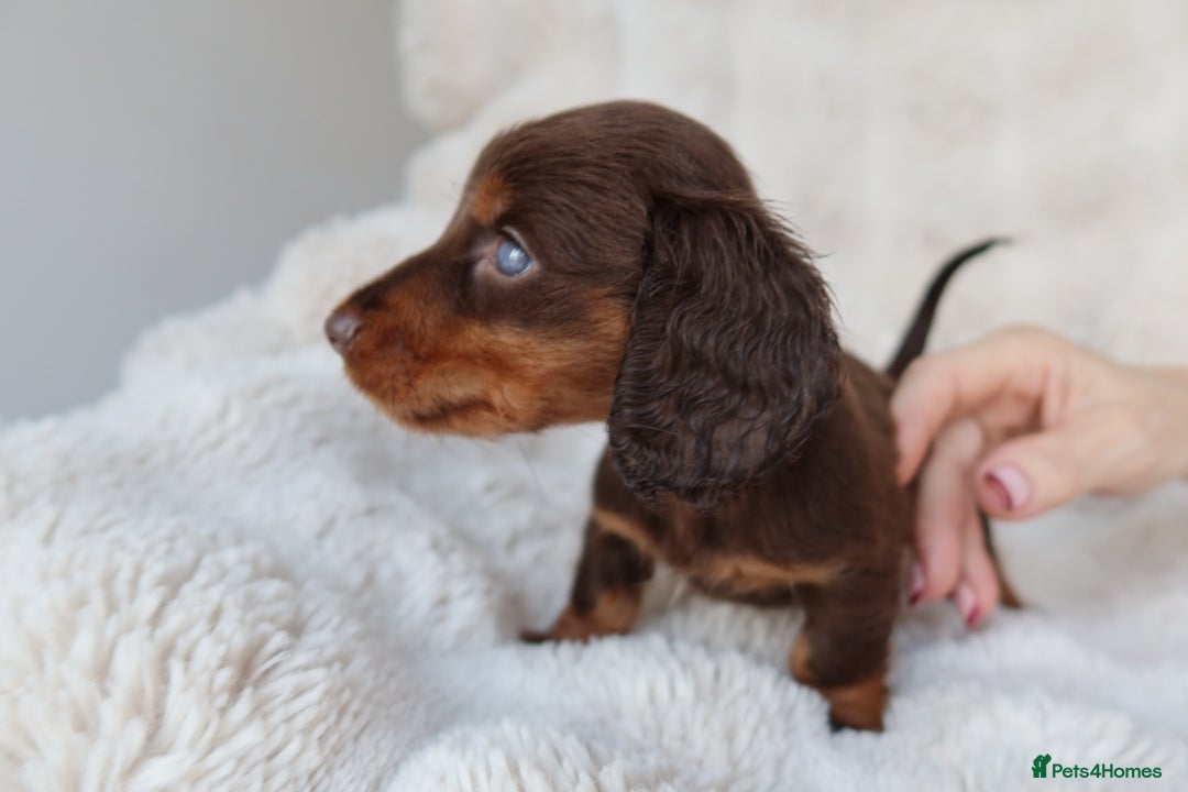 Miniature Dachshund dogs for sale: 4 male long hair miniature daschunds for sale - Advert 11