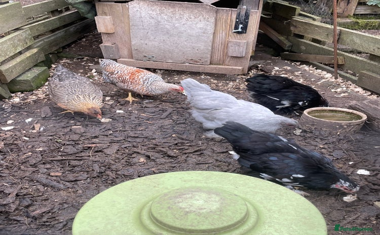 Hens poultry - Advert 1