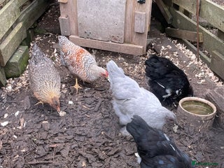 Hens poultry - Advert 7