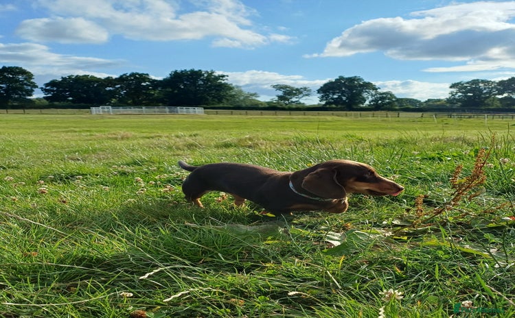 Dachshund dogs - Advert 1