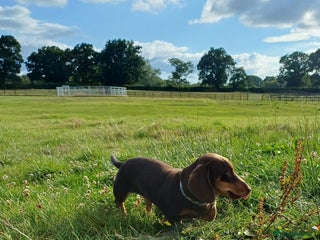 Dachshund dogs - Advert 13