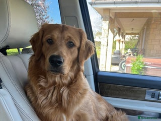 Golden Retriever dogs in Stonehouse - Advert 21