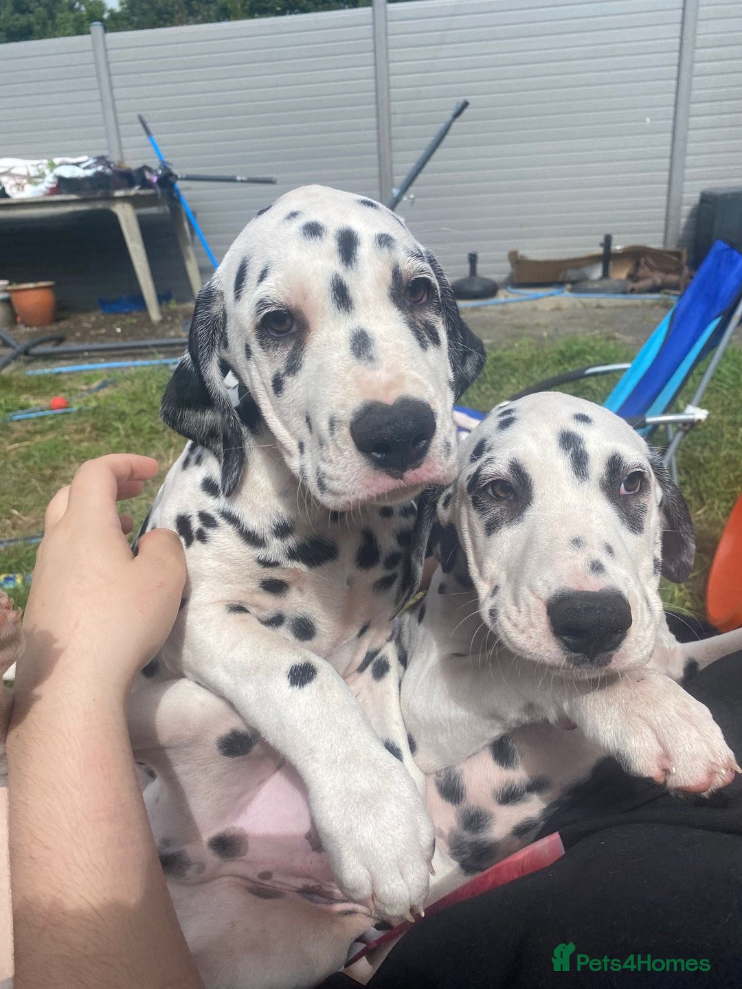 Dalmatian dogs for sale: Dalmatian Puppies (pure bred) - Image 22