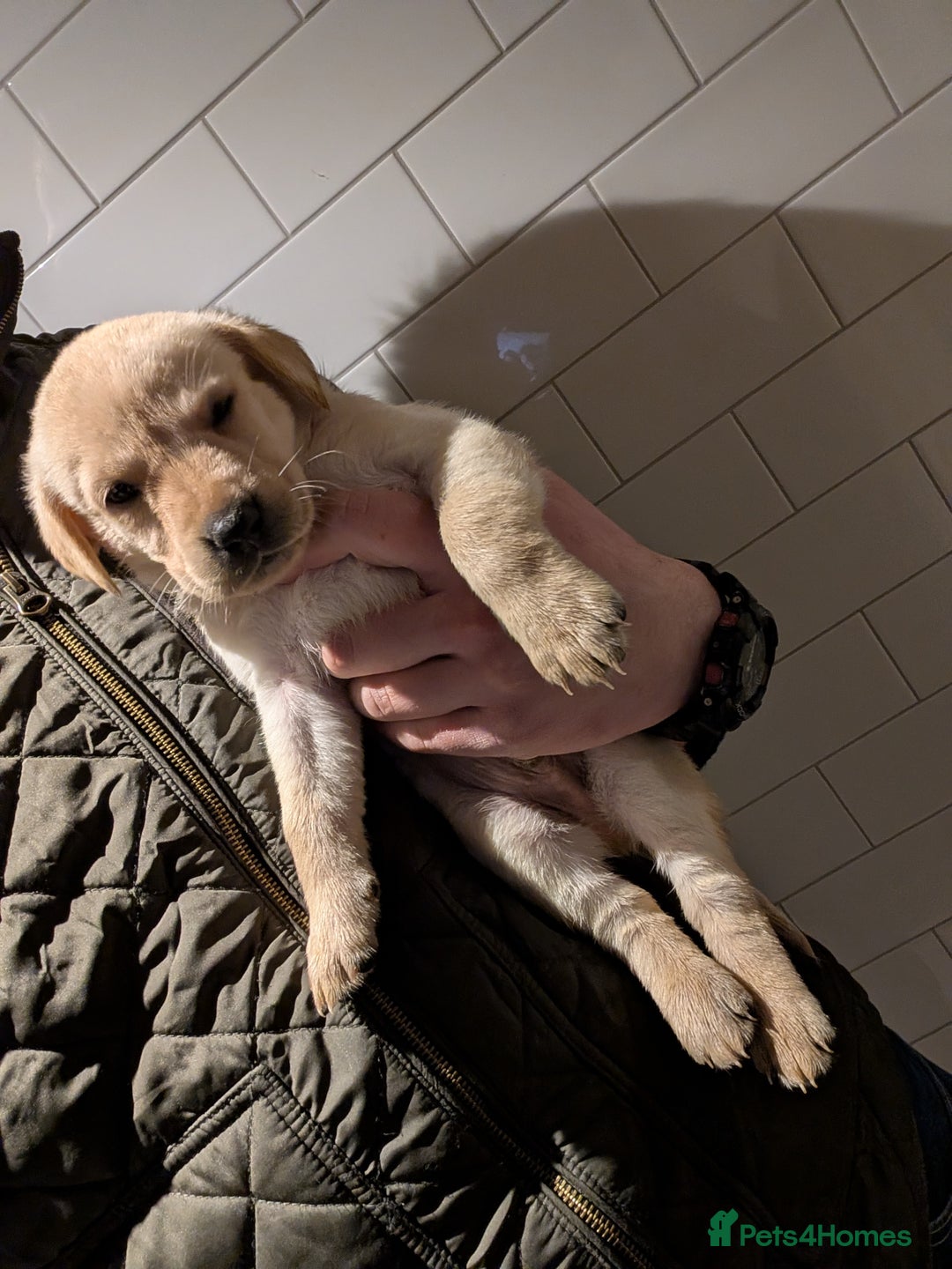 Labrador Retriever dogs for sale: Labrador Retriver Pupies For Sale - Image 17