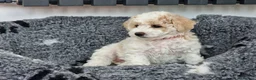 Poochon dogs for sale: Health-Tested Poochon Puppies – Ready NOW - Advert 17