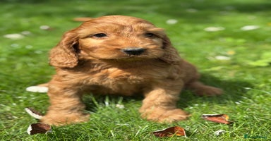 Cockapoo dogs - Advert 13