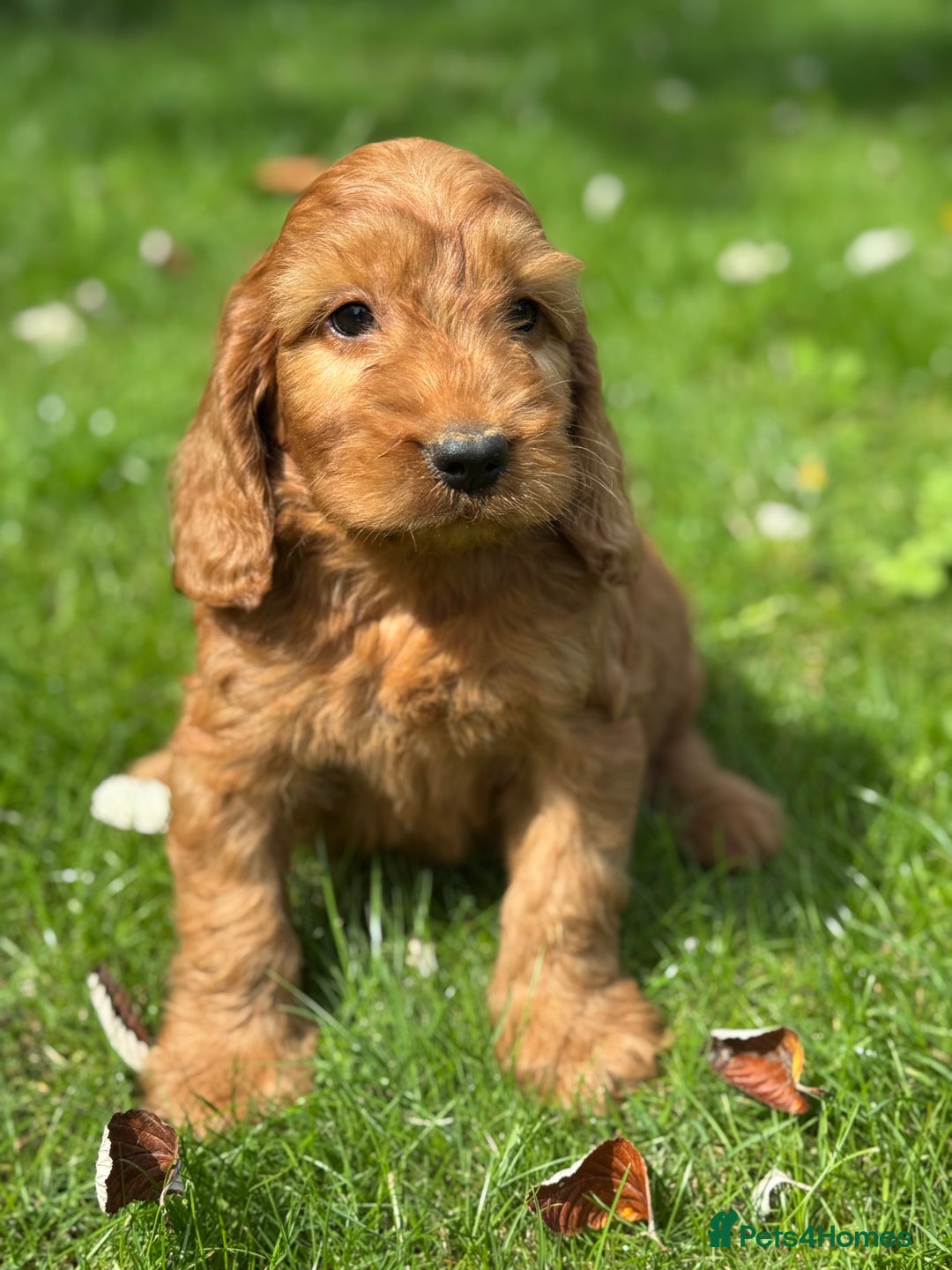 Cockapoo dogs for sale: BEAUTIFUL RED F1 COCKAPOO’S HEALTH TESTED PARENTS  - Image 3