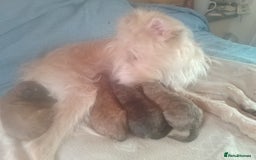 Mixed Breed dogs for sale: Adorable Whippet X Poodle puppies  - Image 1