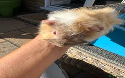Guinea Pig rodents for sale: 3 Handsome male baby guinea pigs. - Image 18