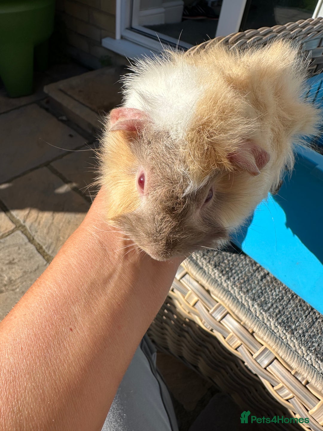 Guinea Pig rodents for sale: 3 Handsome male baby guinea pigs. - Image 18